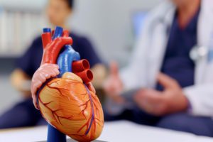 Médico mostrando um coração de plástico em tamanho real para explicar sobre a prótese peniana para cardiopatas