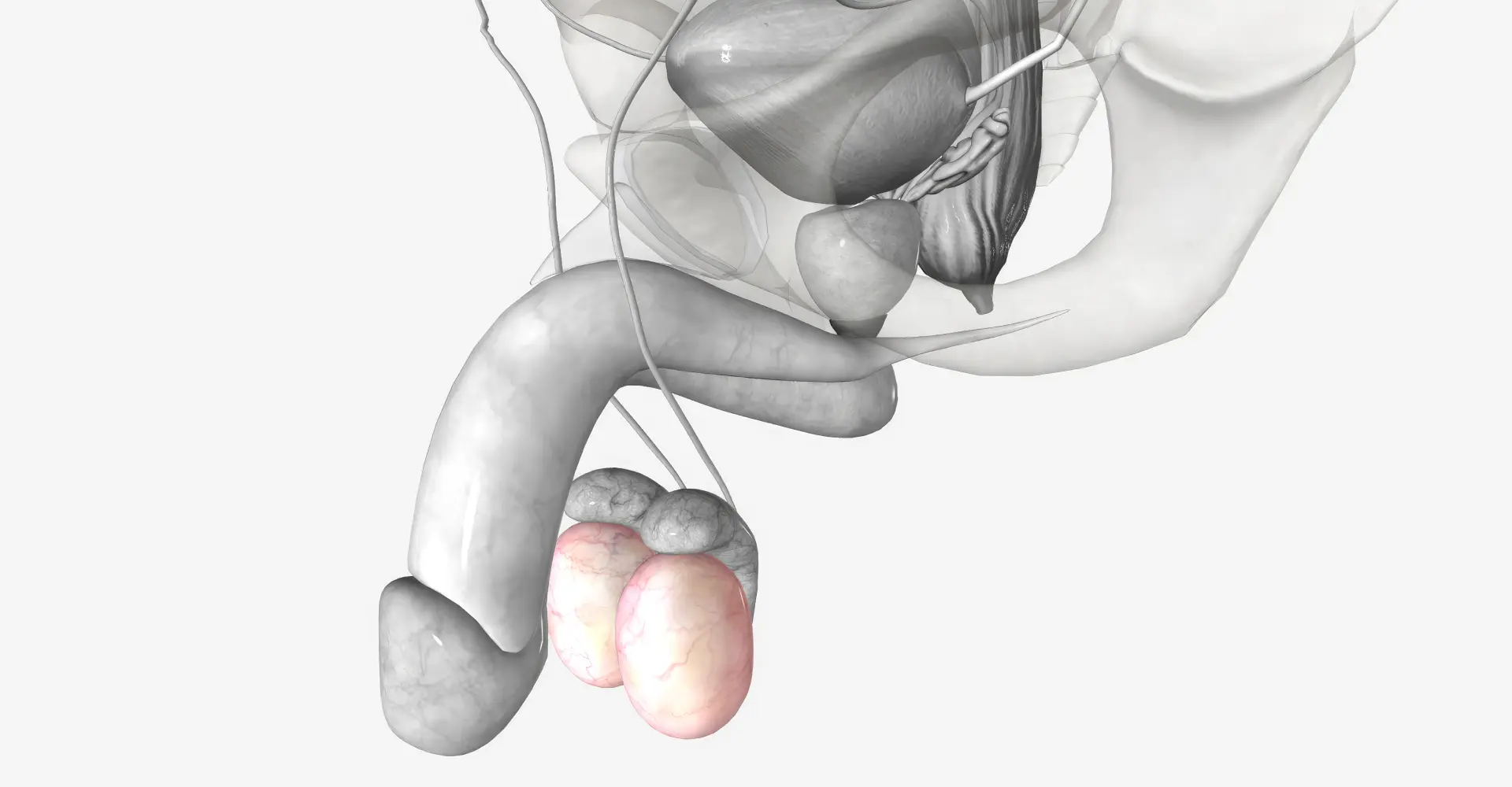 recuperação da vasectomia sem cortes