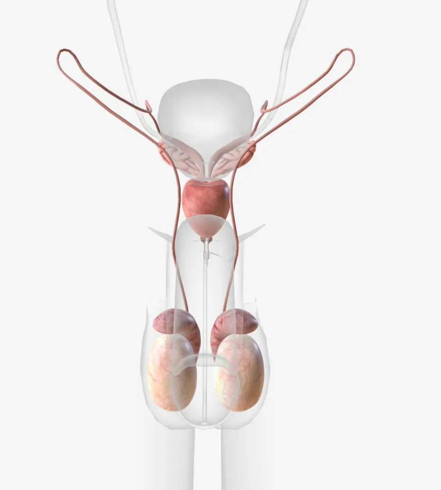 Vasectomia sem corte