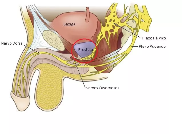 Câncer Pélvico